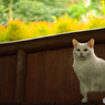 ねこ　その３２９