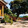 琵琶湖が見えるお寺（夏の海津大崎より）