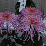 菊花展2