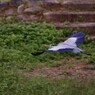 野鳥を探して　アオサギ