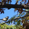 野鳥を探して　シジュウカラの仲間　？