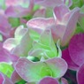 紫陽花　弐