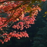 三木市　伽耶院