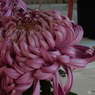 菊花展11