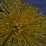 菊花展13