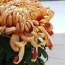 菊花展14
