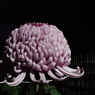 菊花展15