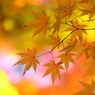 パステル紅葉