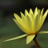 端正