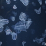 クラゲ水族館-カブトクラゲ