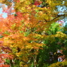 有馬温泉　紅葉と鼓ケ滝