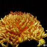 菊花展18