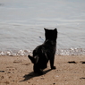 波際の黒猫