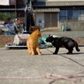 静かなる島に響き渡る怒声