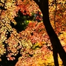 紅葉の錦 神のまにまに・・・其の弐