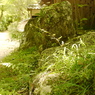 石と草と