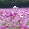 花海原