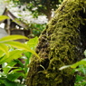 木と苔