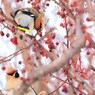 狂った果実
