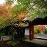 秋の京紀行ー常照寺ー