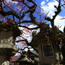 京都１９