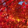 紅く赤く2