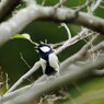 野鳥を探して　シジュウカラ