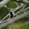 野鳥を探して　シジュウカラ　Ⅱ