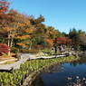 日本庭園6
