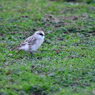 白腰雪雀White-rumped Snowfinch