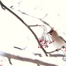 朝陽