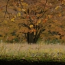 autumn for tokyoites