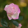 秋を探して　秋薔薇