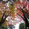 紅葉