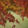 autumn for tokyoites