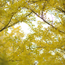 autumn for tokyoites