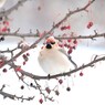 Gluttonous snow scene