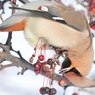Acrobat meal