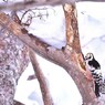 阿寒に果つ
