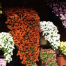 新宿御苑・菊花展8