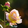 秋を探して　秋薔薇　Ⅱ