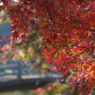 橋と紅葉