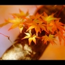 秋彩19