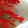 紅葉2016#1
