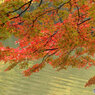 紅葉2016#6