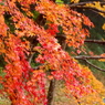 紅葉2016#9