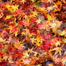 紅葉2016#10