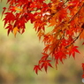 紅葉2016#12