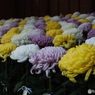 新宿御苑・菊花展19