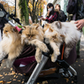 猫詰状態